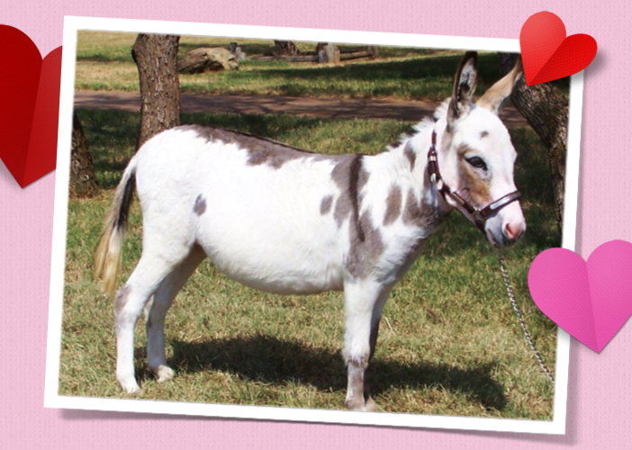Kisses_Poplargrove Stud